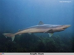 GCSR032-Soupfin_Shark copia